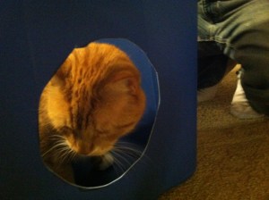 When the apocalypse comes and cats rule the earth, my life will be spared.