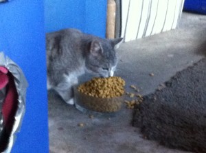 "Please stop taking my picture and let me eat during my hotel stay in piece, mister."
